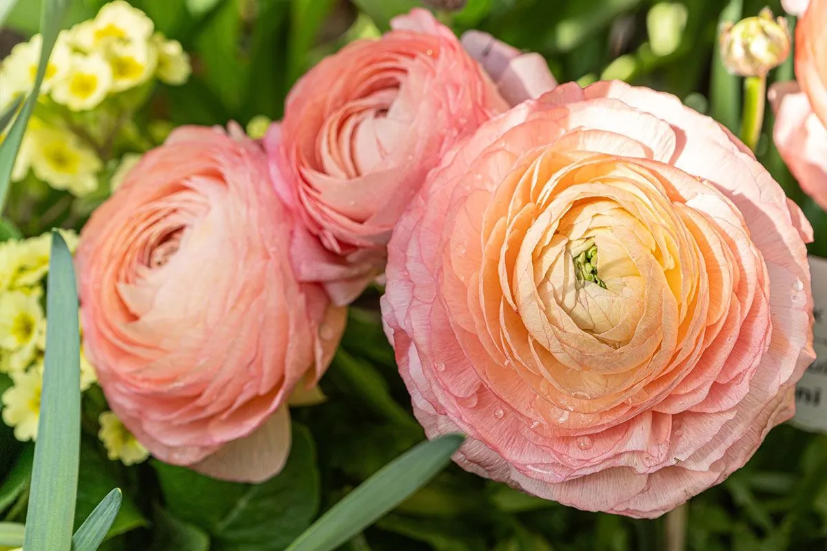 Piantare ranuncoli a febbraio: guida per un giardino pieno di colori