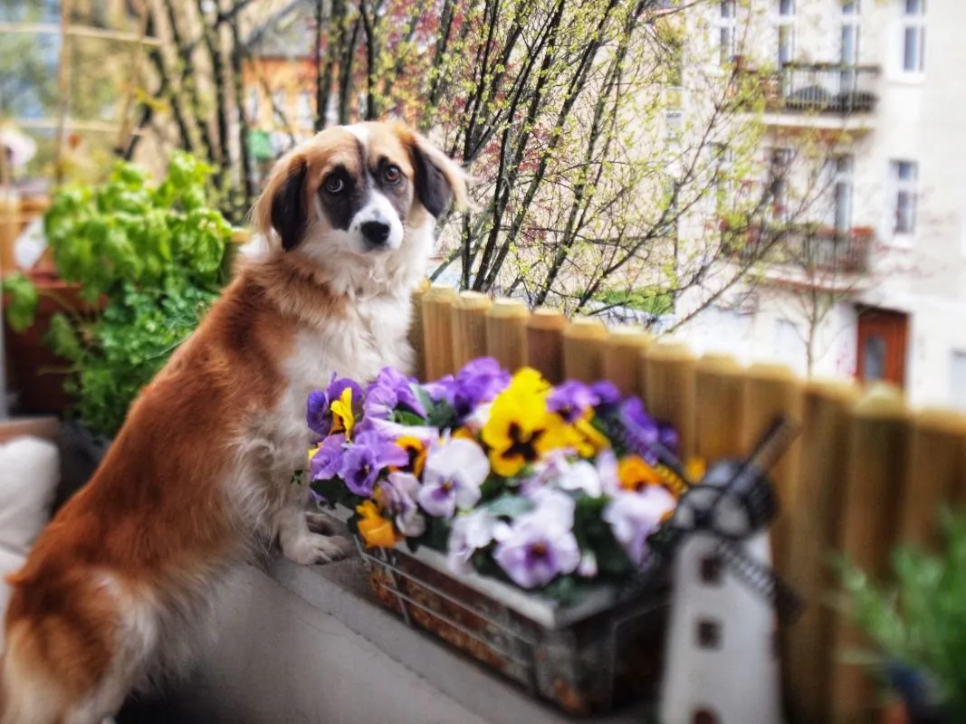 Dai un nuovo look al tuo balcone con un tocco di viola