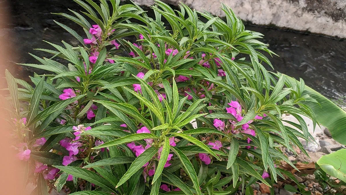 Impatiens: il segreto per un giardino colorato tutto l'anno